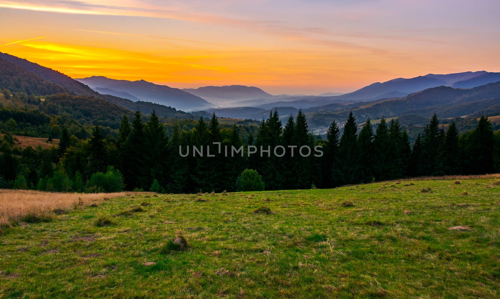 beautiful sunset in Carpathian mountains. view in to the foggy valley of Synevyr National park. row of Spruce trees on the meadow in the foreground