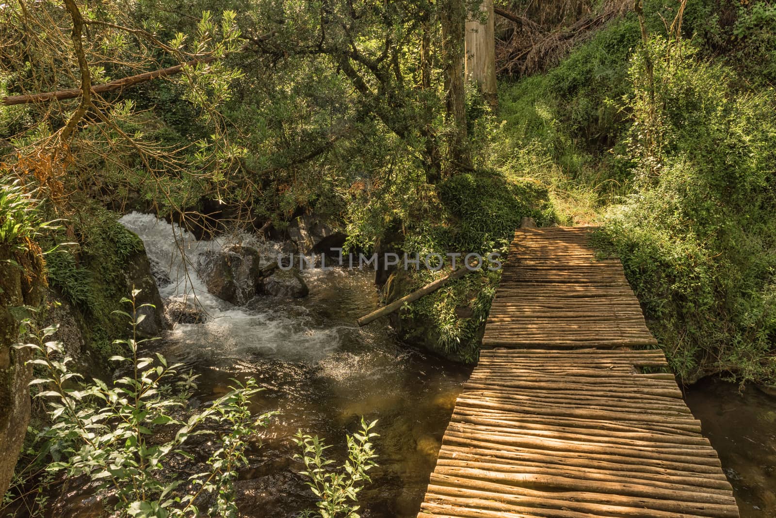 A pedestrian bridge over a stream on the Yellowwood Forest hiking trail at Injisuthi in the Kwazulu-Natal Drakensberg