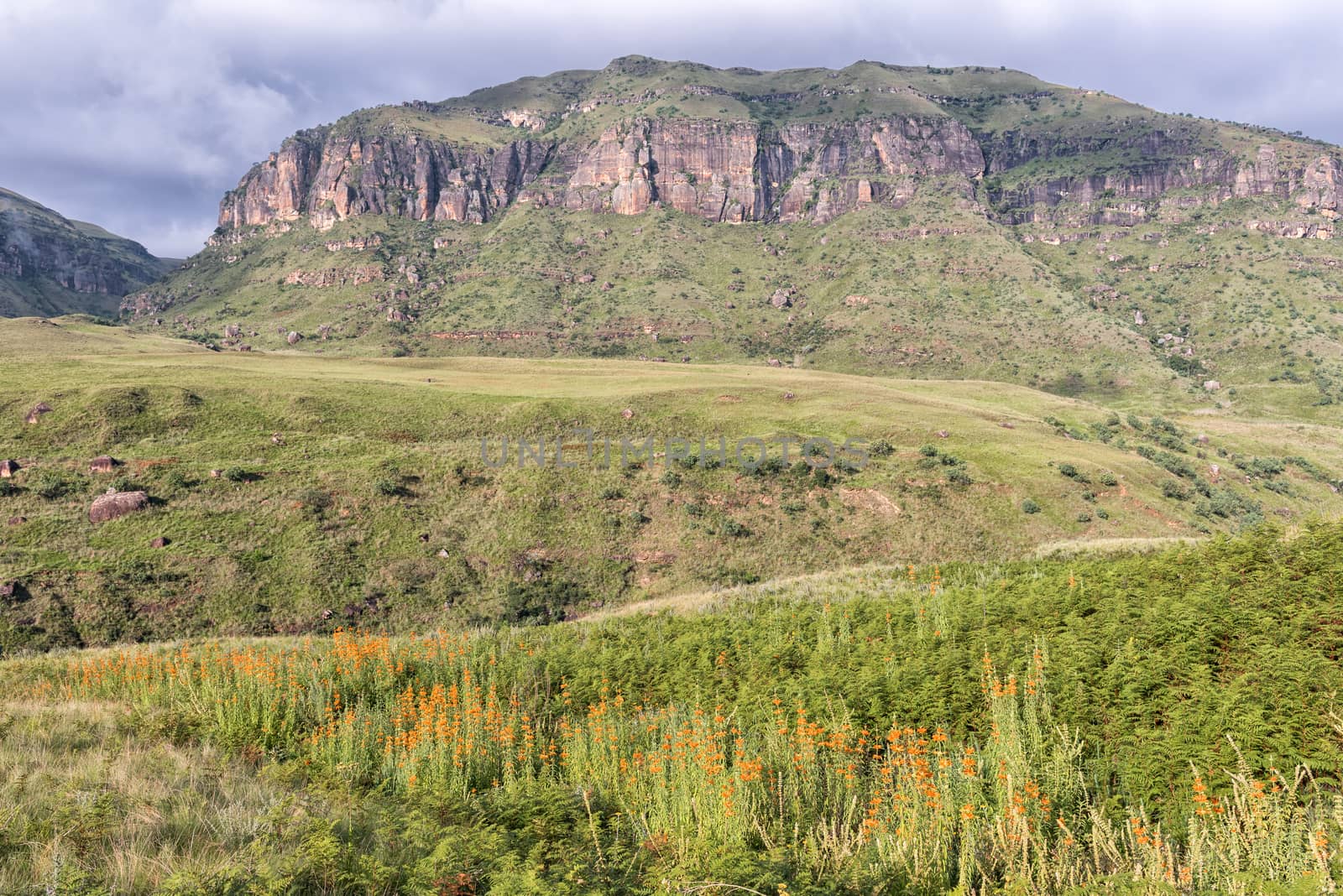 Orange flowers of the wild dagga, Leonotis leonurus, against a mountain backdrop at Injisuthi in the Drakensberg
