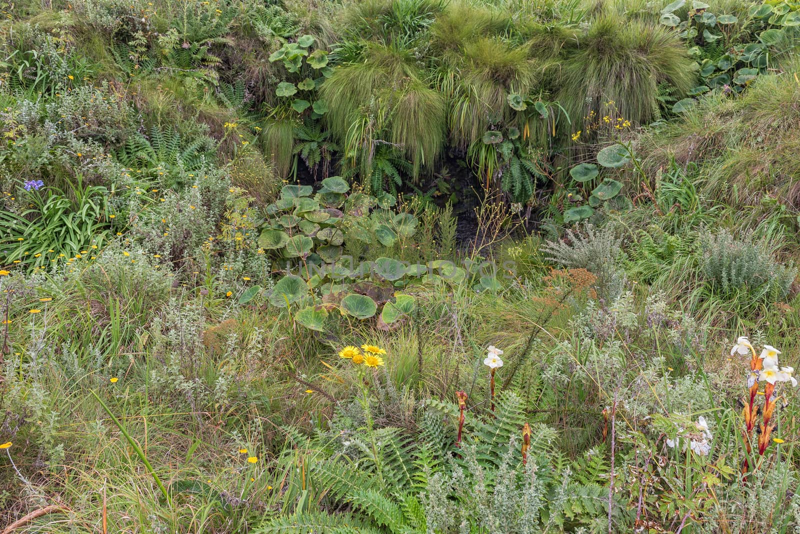 A fountain and indigenous flowers and plants along the Contour path above the Van Heiningen Pass at Injisuthi in the Kwazulu-Natal Drakensberg