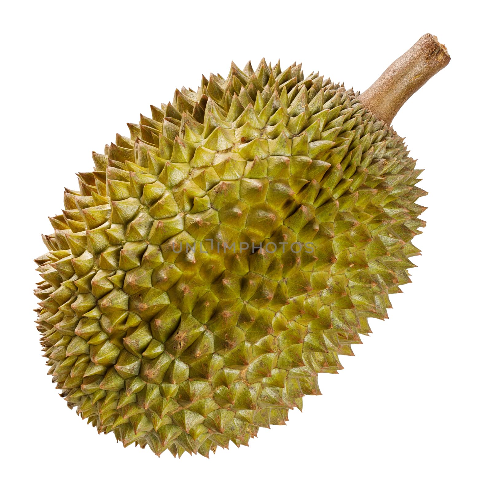 Durian fruit from Thailand isolated on white