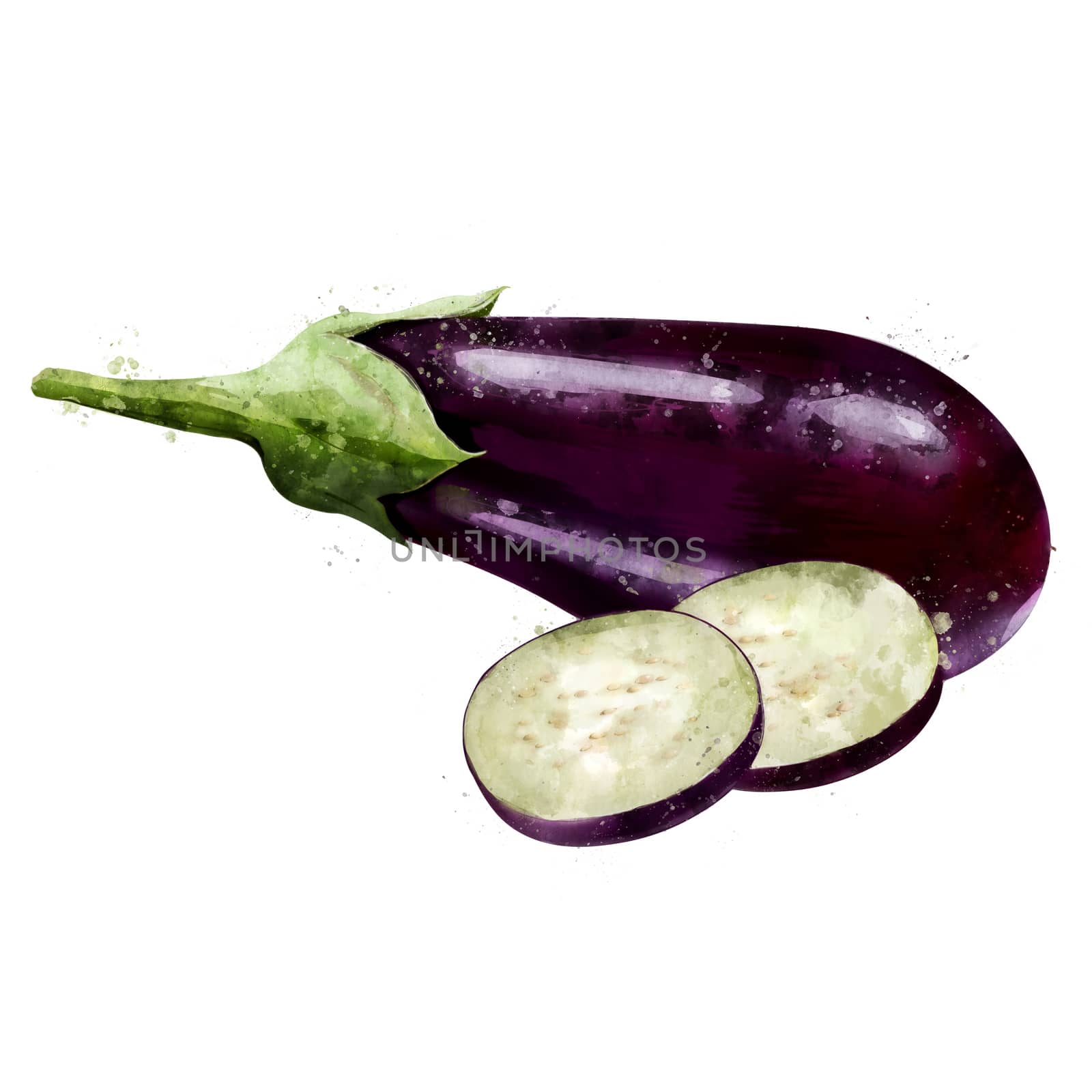 Eggplant, isolated illustration on a white background