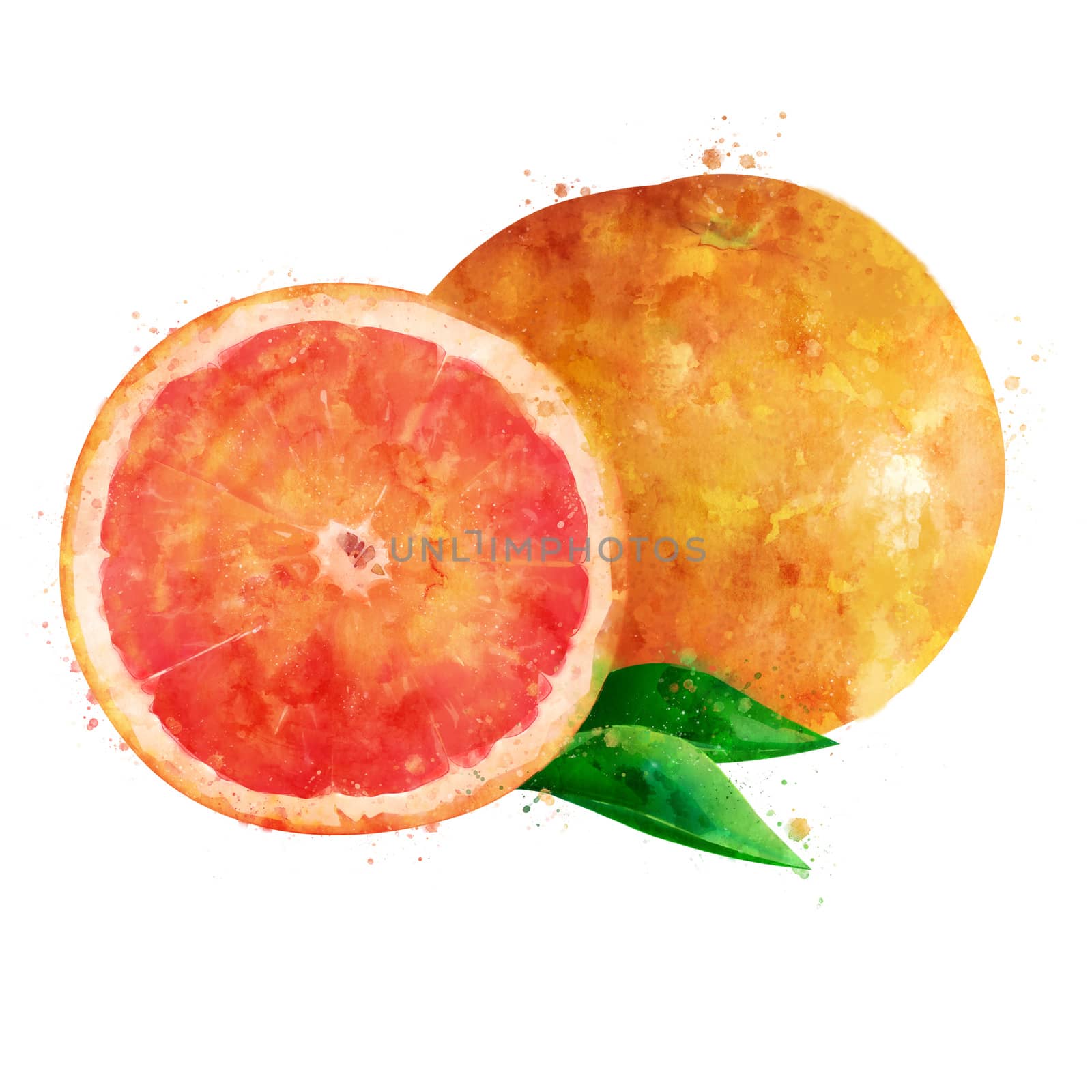 Grapefruit on white background. Watercolor illustration by ConceptCafe