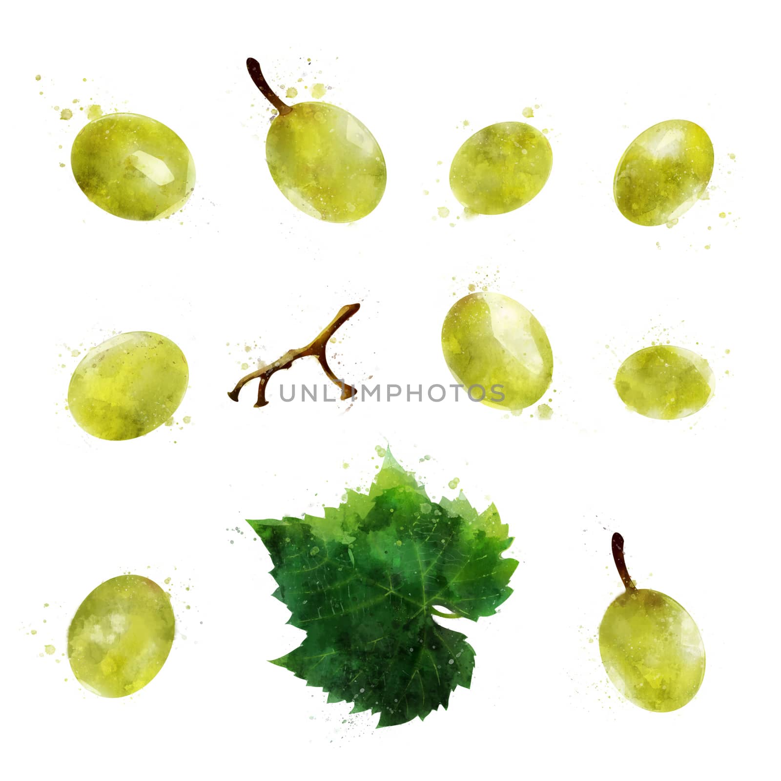 Green grapes on white background. Watercolor illustration by ConceptCafe