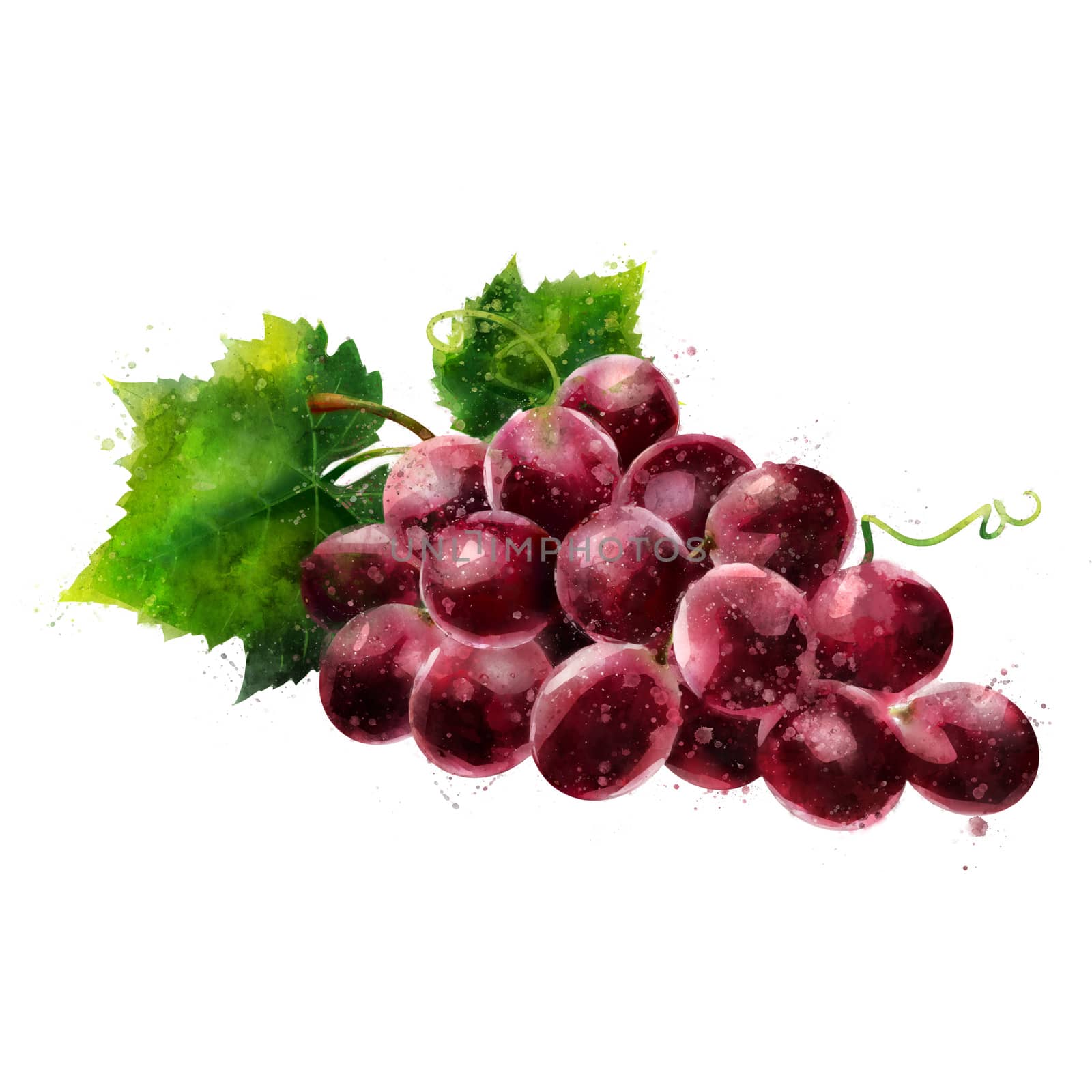 Red grapes on white background. Watercolor illustration by ConceptCafe