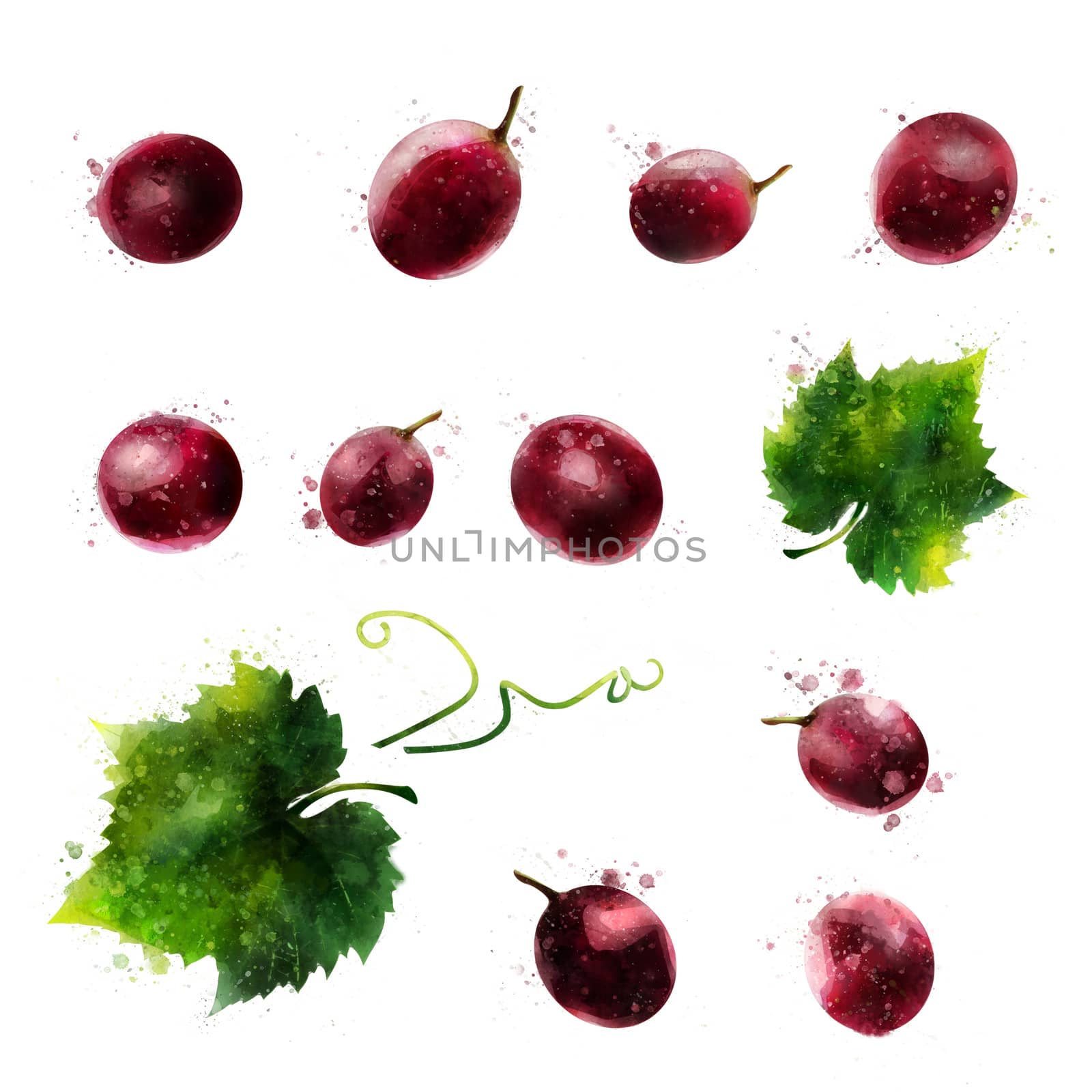 Red grapes on white background. Watercolor illustration by ConceptCafe