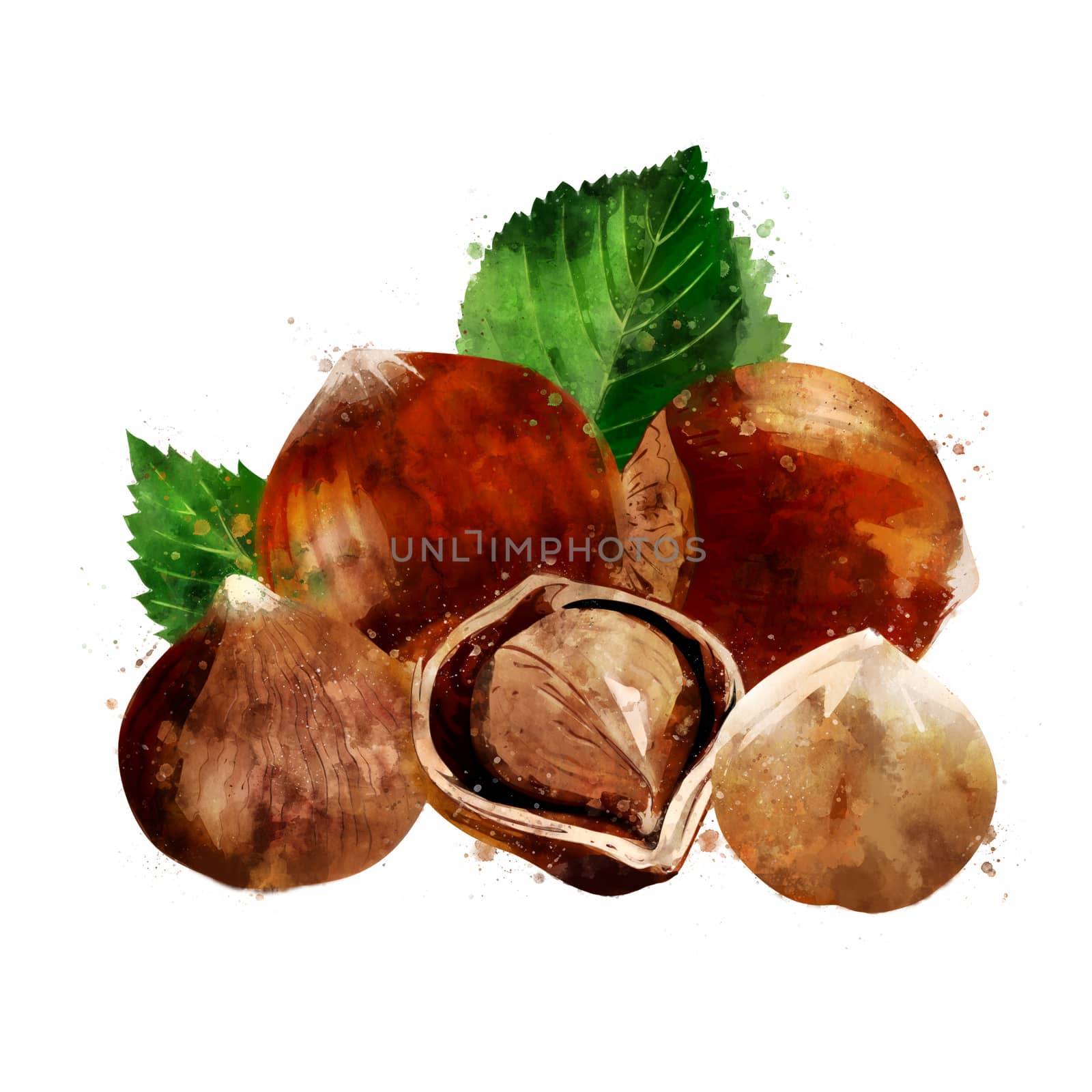 Hazelnut,, isolated illustration on a white background