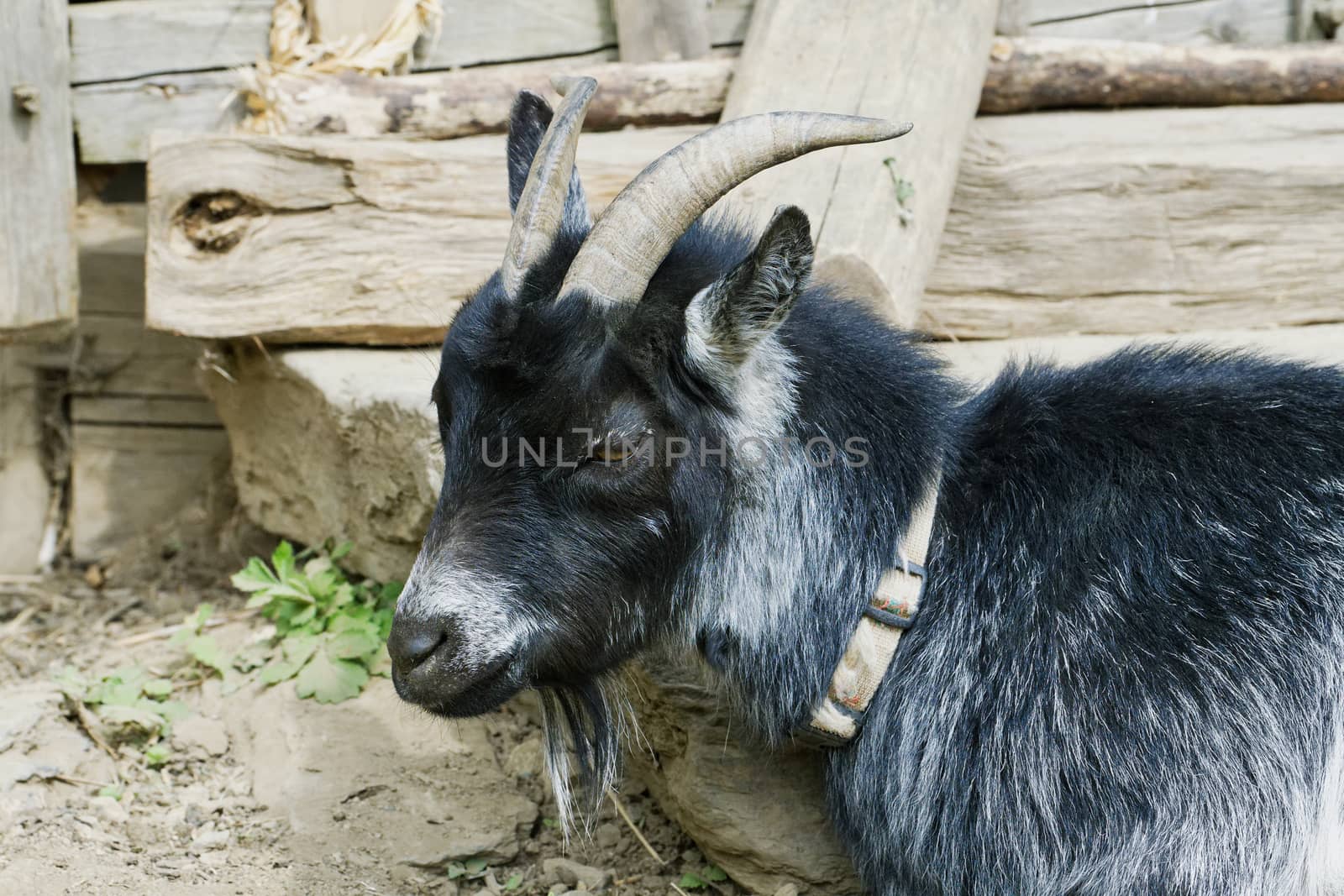 Portrait of black goat in a old village