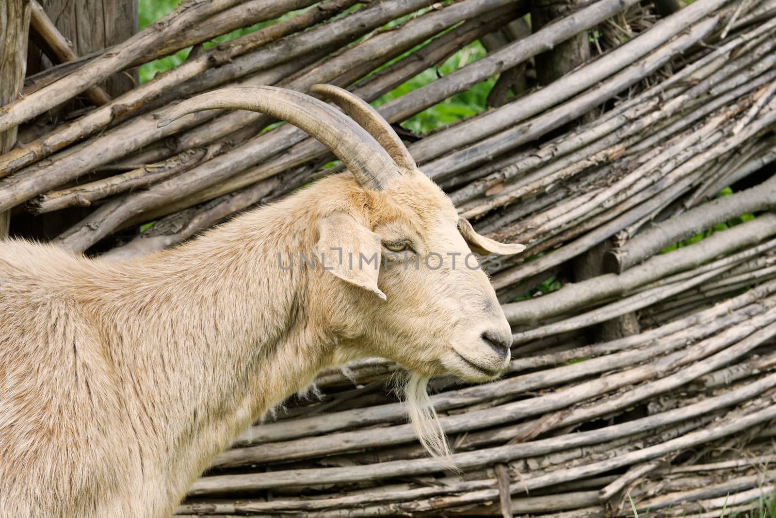 Portrait of a white goat in a old village