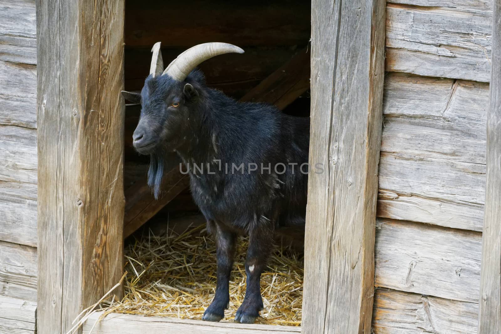 Portrait of black goat in a old village