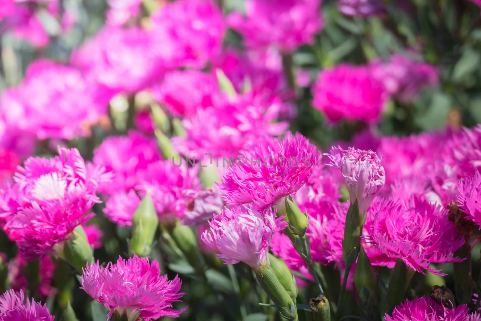 The background image of the colorful flowers, background nature