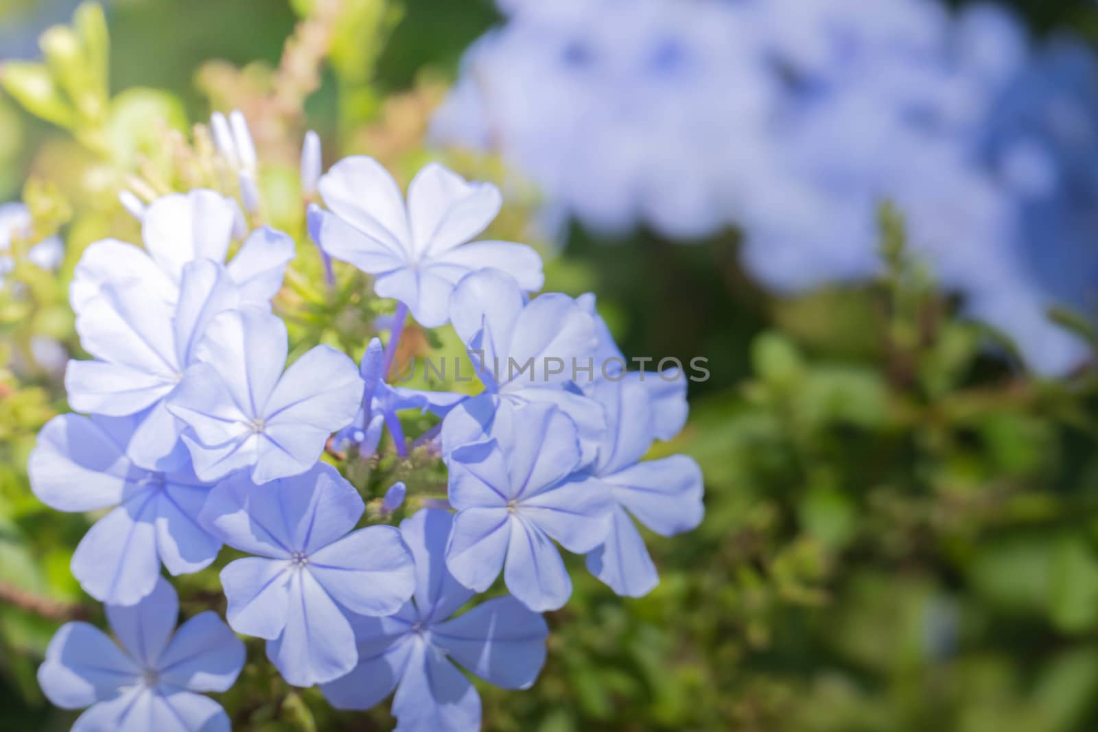 The background image of the colorful flowers by teerawit