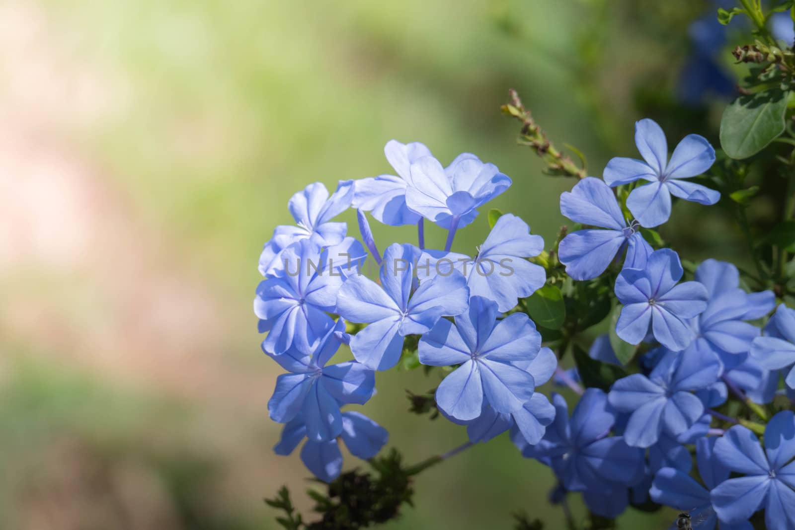 The background image of the colorful flowers by teerawit