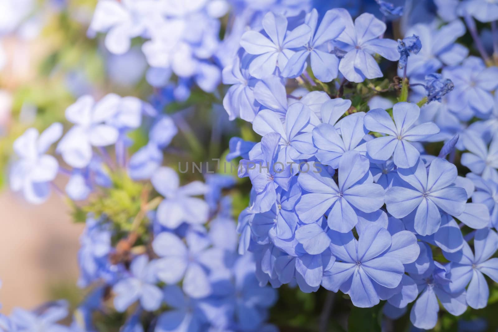 The background image of the colorful flowers by teerawit