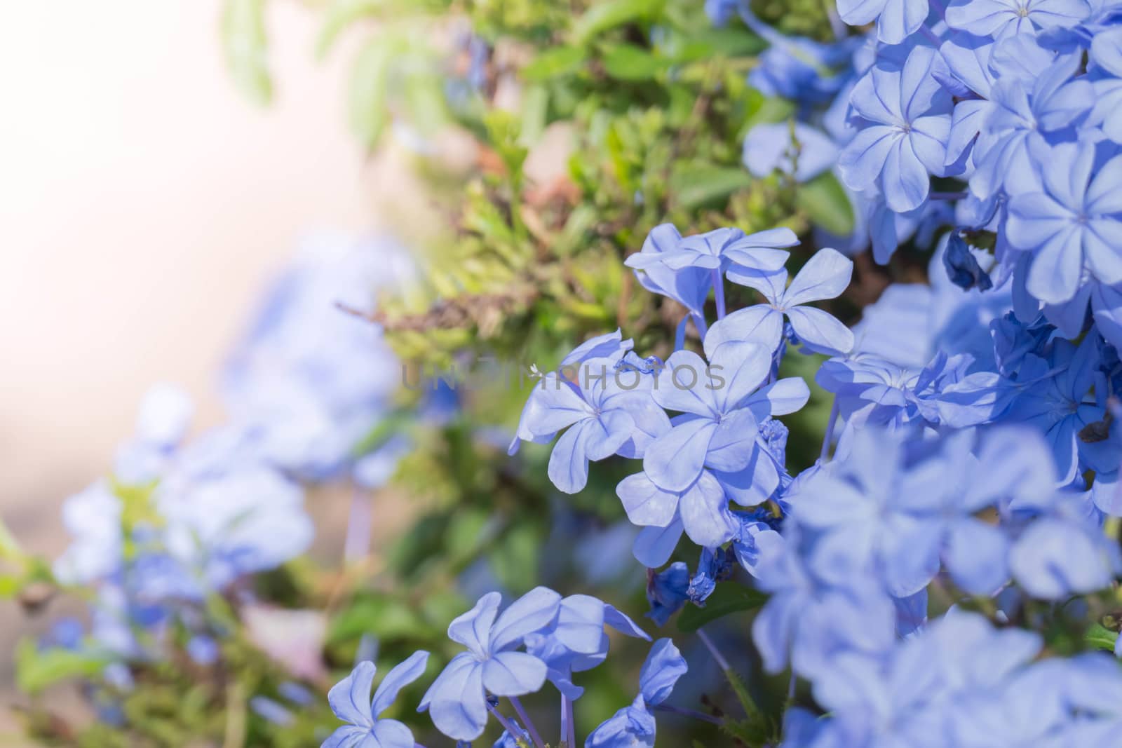 The background image of the colorful flowers by teerawit