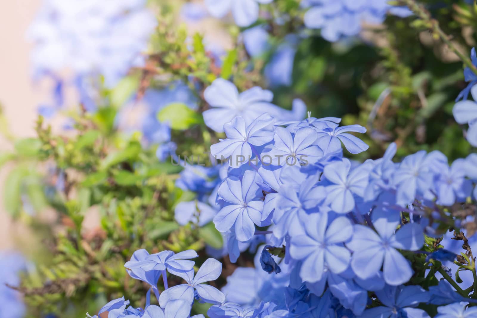 The background image of the colorful flowers by teerawit