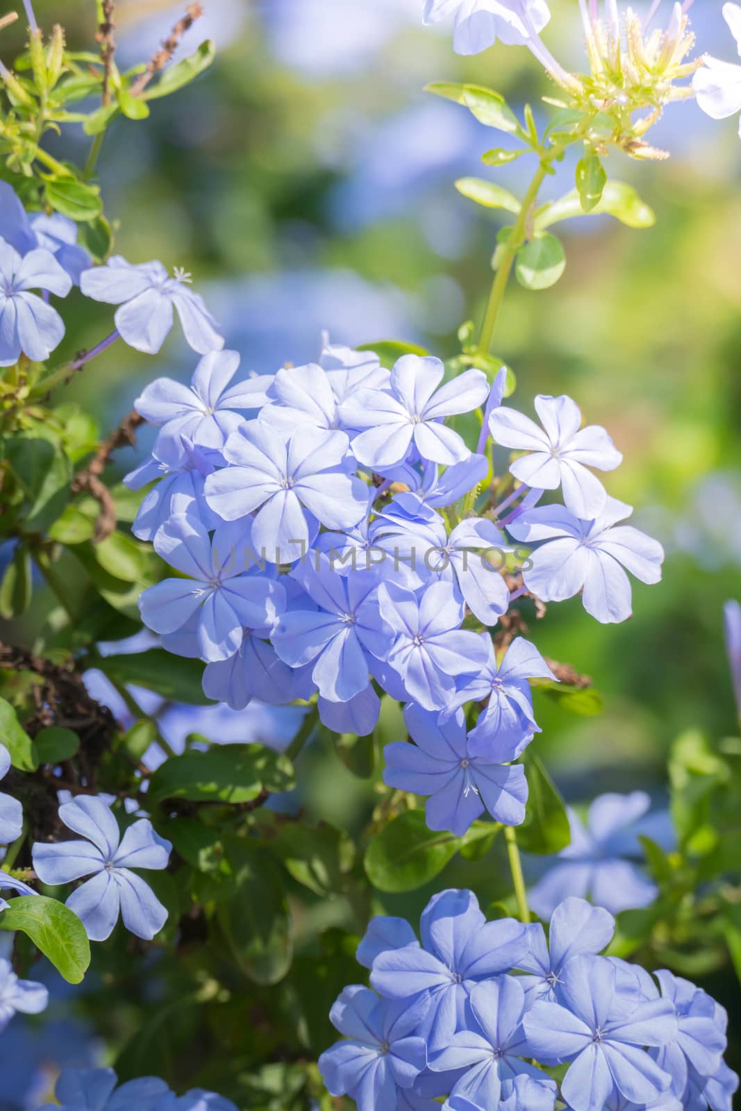 The background image of the colorful flowers by teerawit