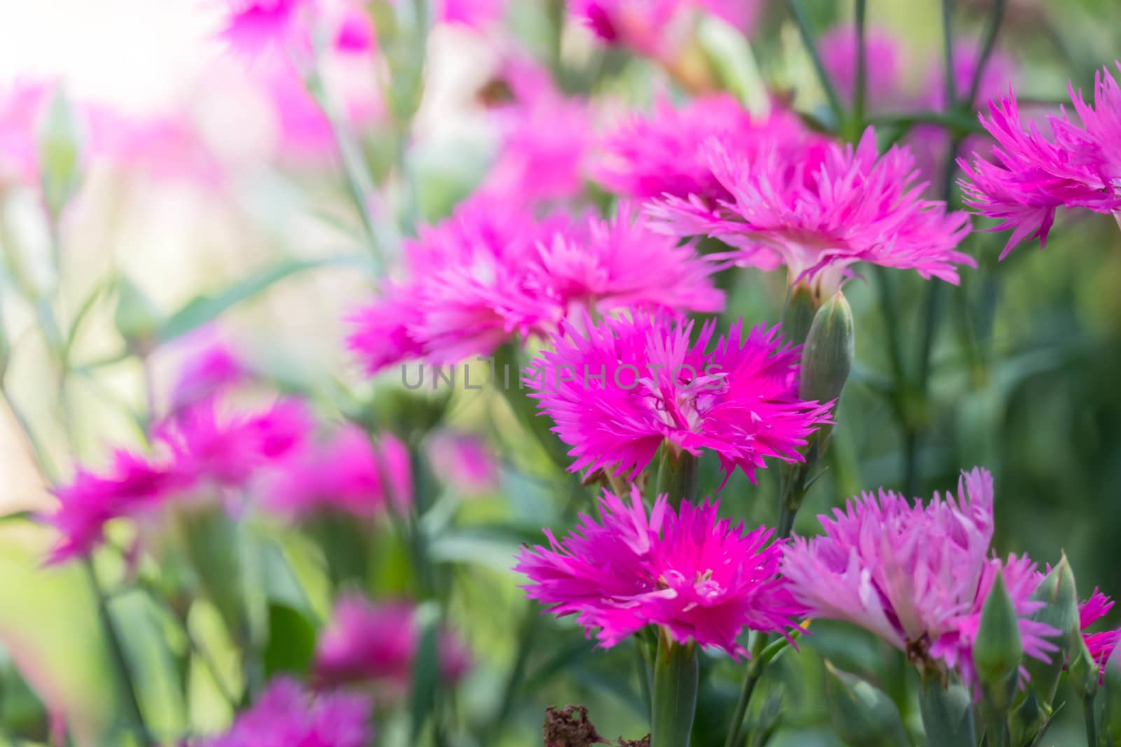 The background image of the colorful flowers by teerawit