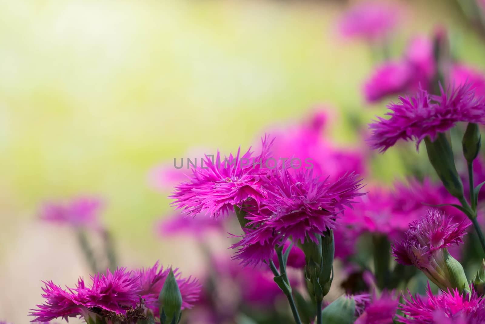 The background image of the colorful flowers, background nature