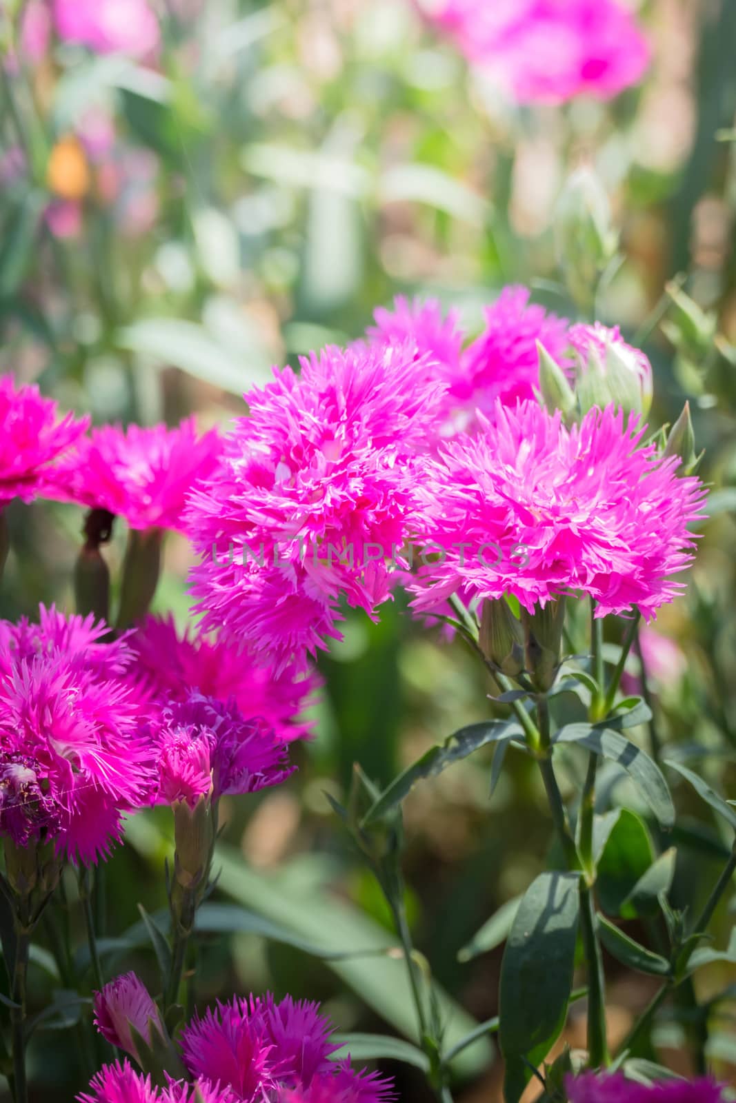 The background image of the colorful flowers by teerawit