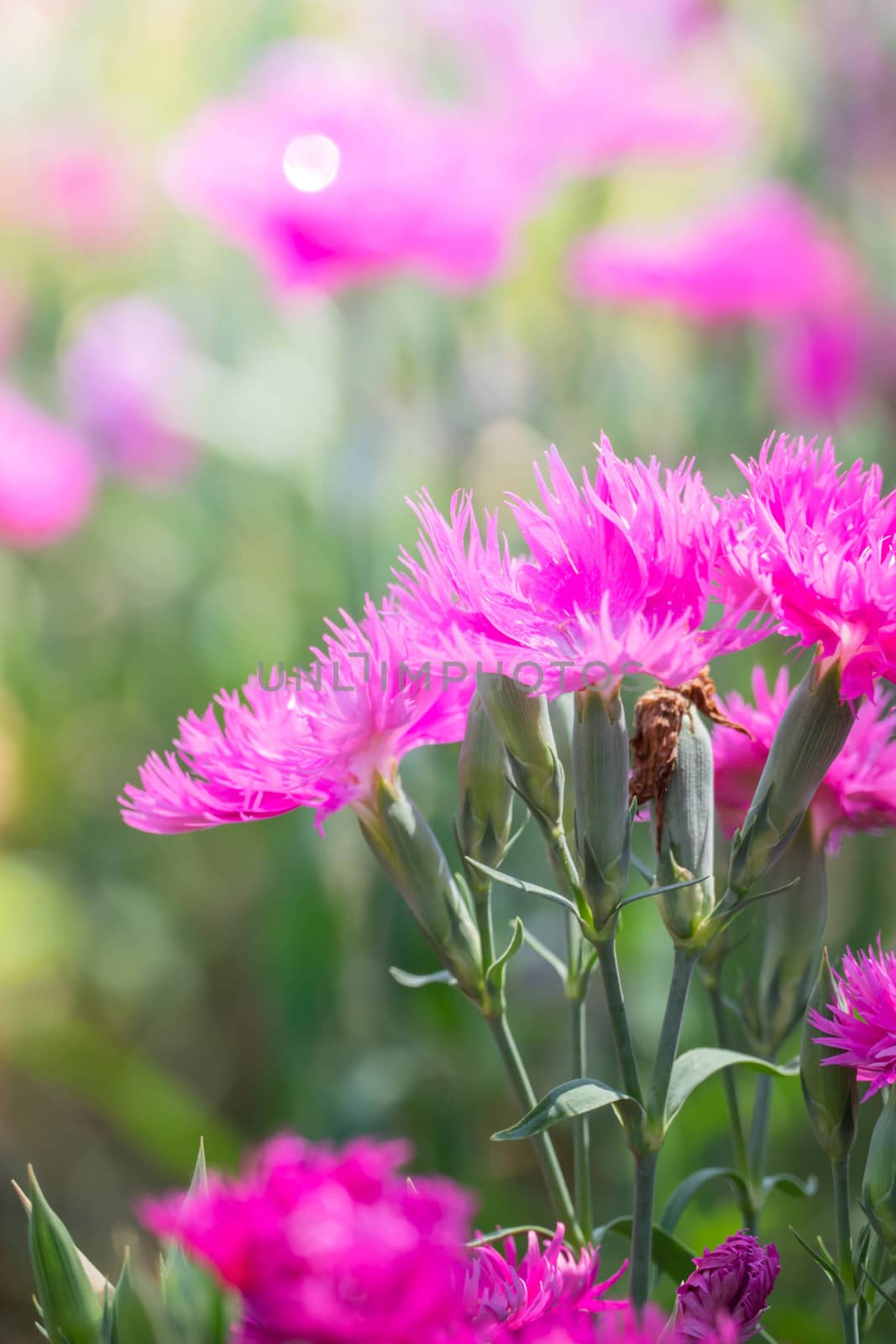 The background image of the colorful flowers by teerawit