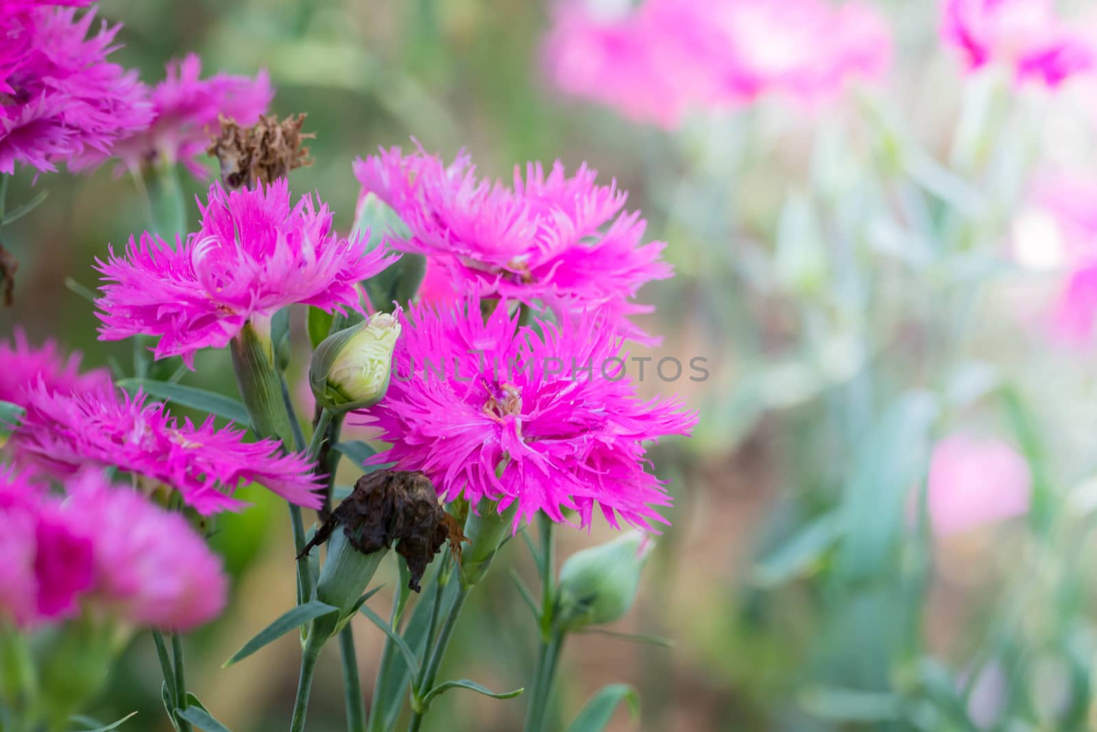 The background image of the colorful flowers by teerawit