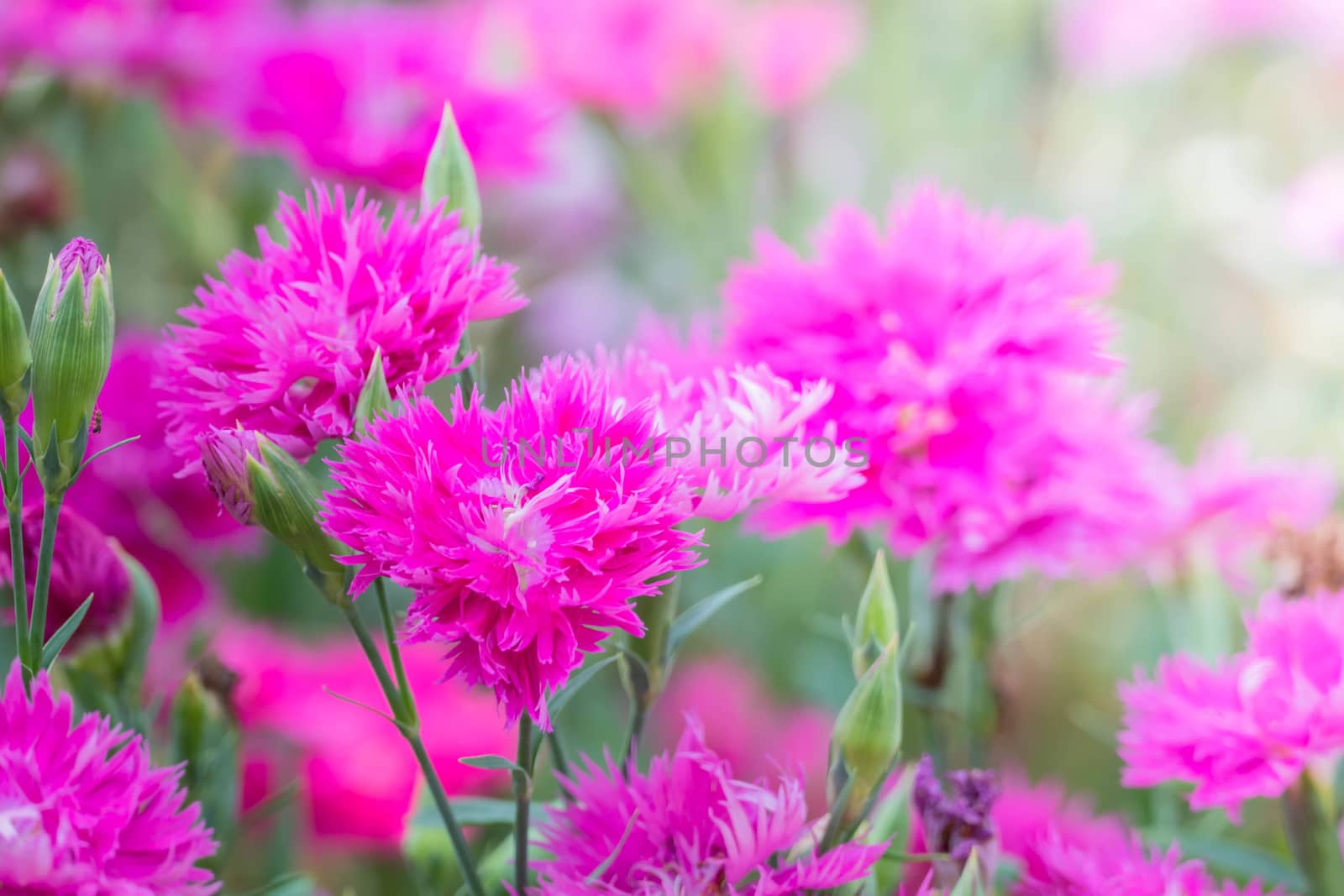 The background image of the colorful flowers by teerawit