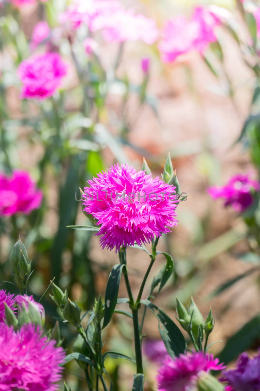 The background image of the colorful flowers by teerawit