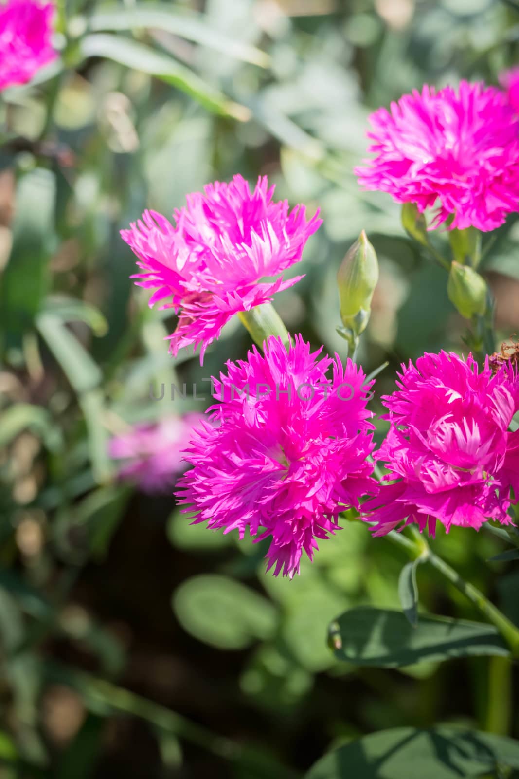 The background image of the colorful flowers by teerawit