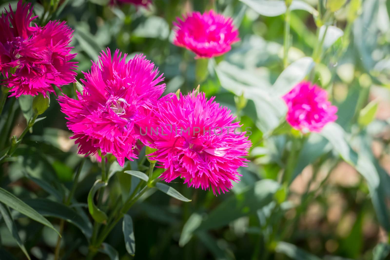 The background image of the colorful flowers by teerawit