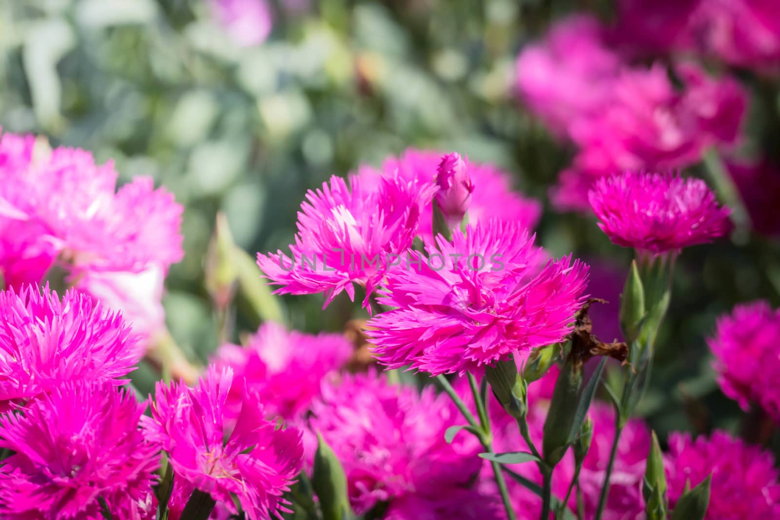 The background image of the colorful flowers by teerawit