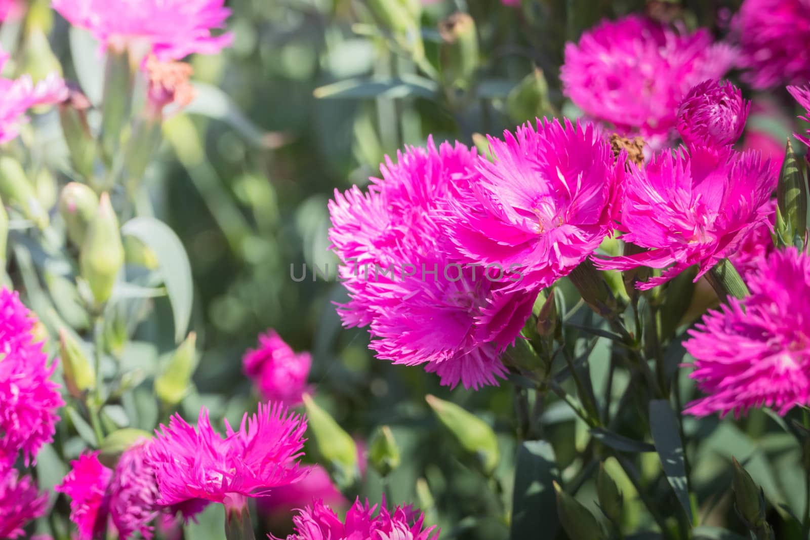 The background image of the colorful flowers by teerawit