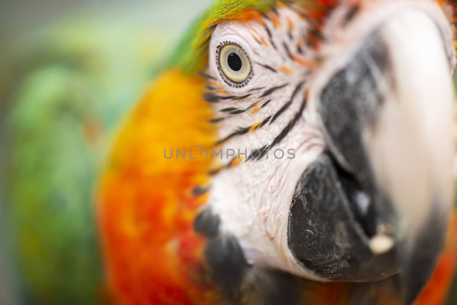 Close up of the macaw bird. by artistrobd