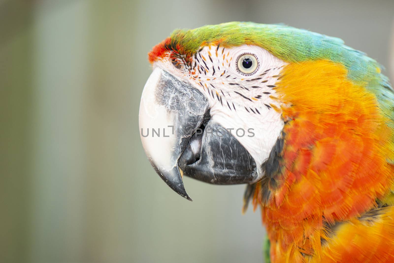 Close up of a large macaw bird during the day.