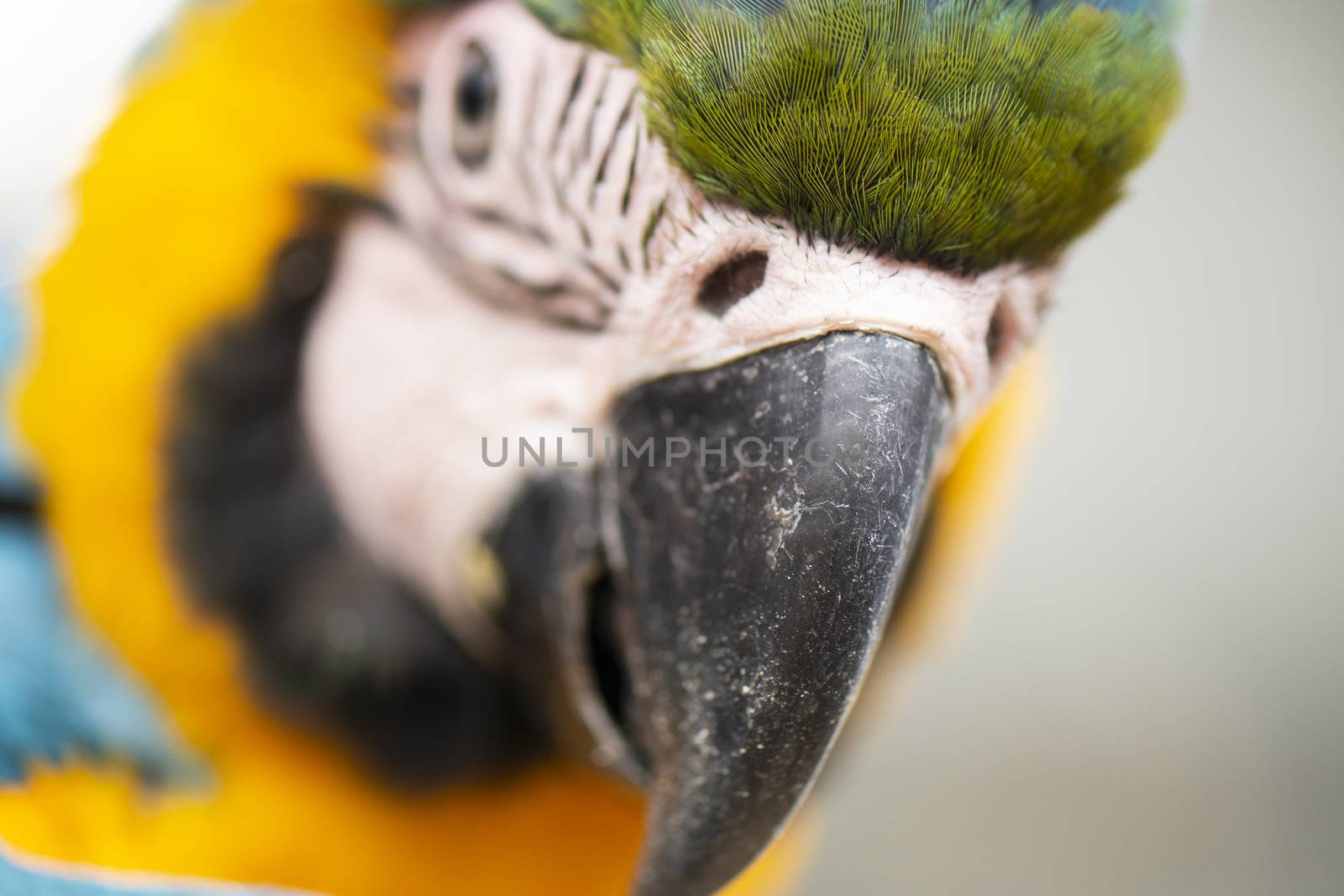 Close up of the macaw bird. by artistrobd