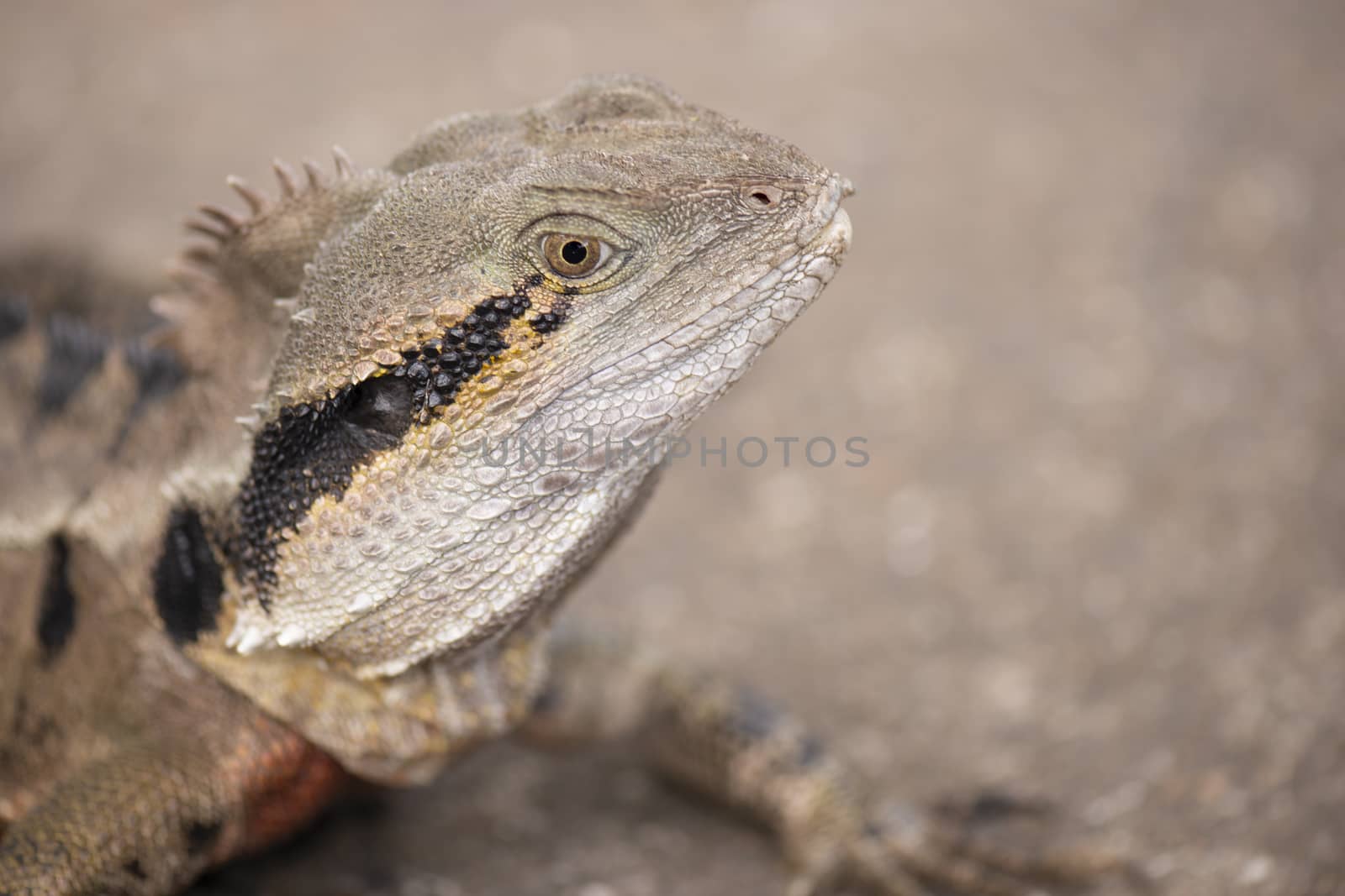 Water Dragon outside during the day time.