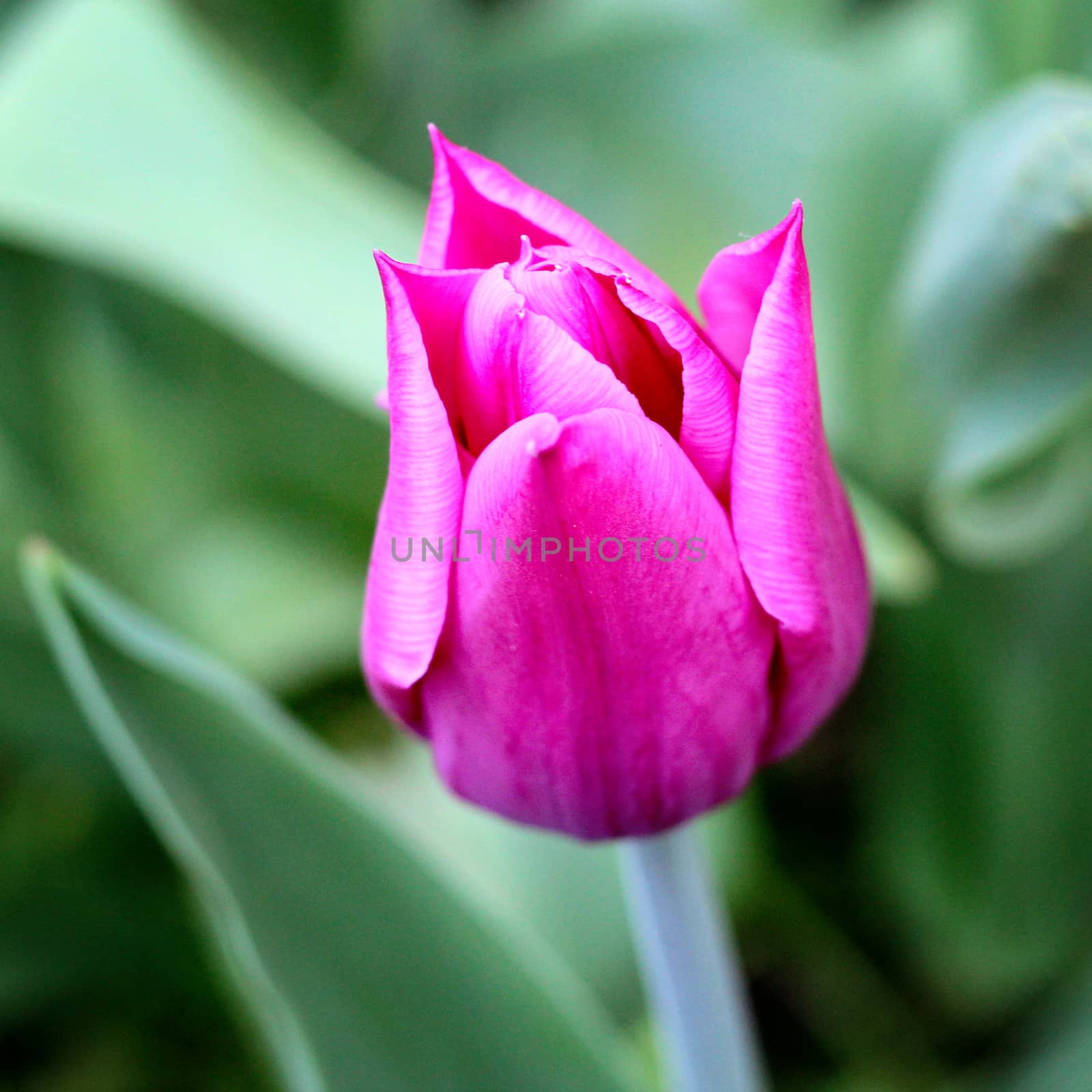 biautiful big pink lilac . photo. flowers spring