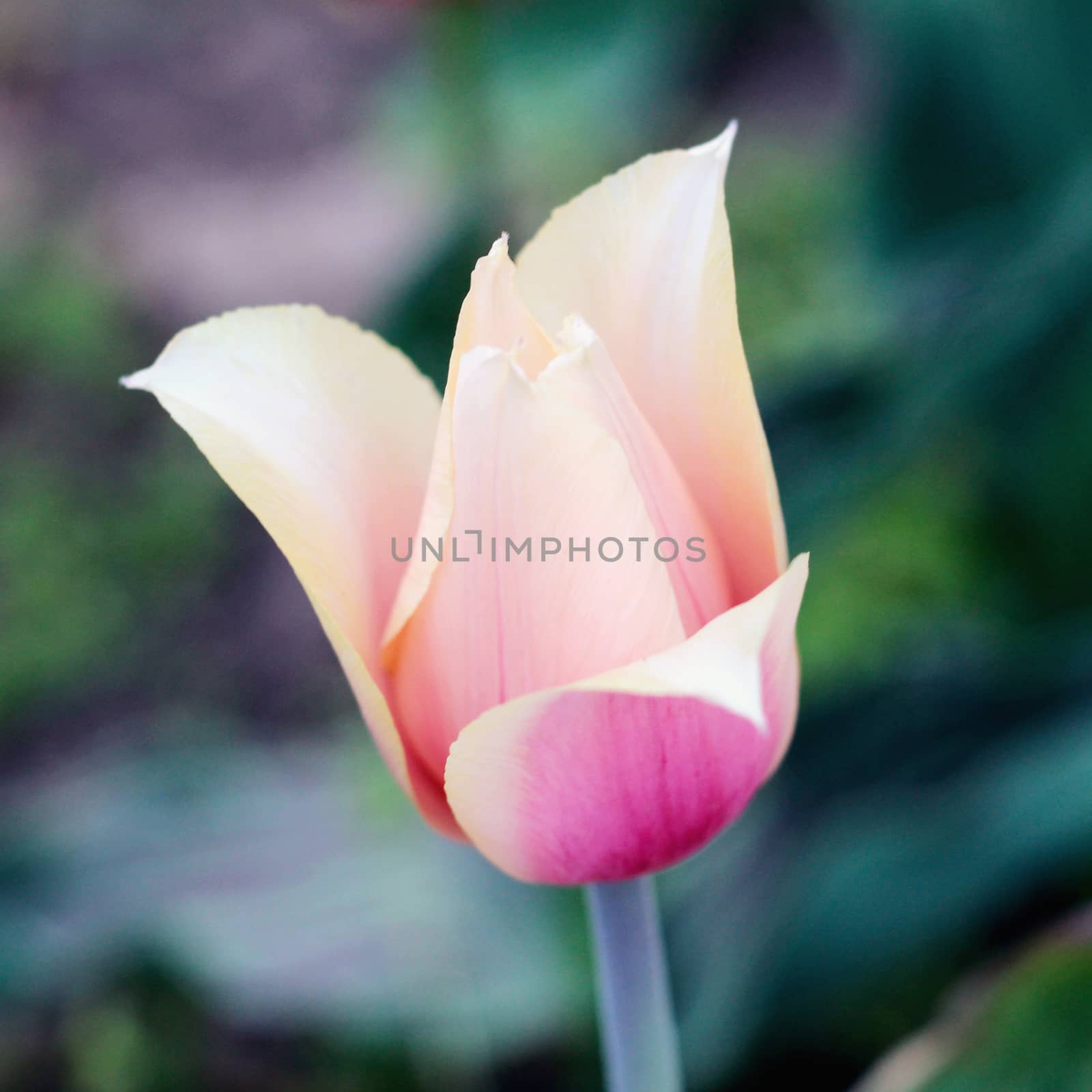biautiful big yellow and pink tulip. photo. flowers spring