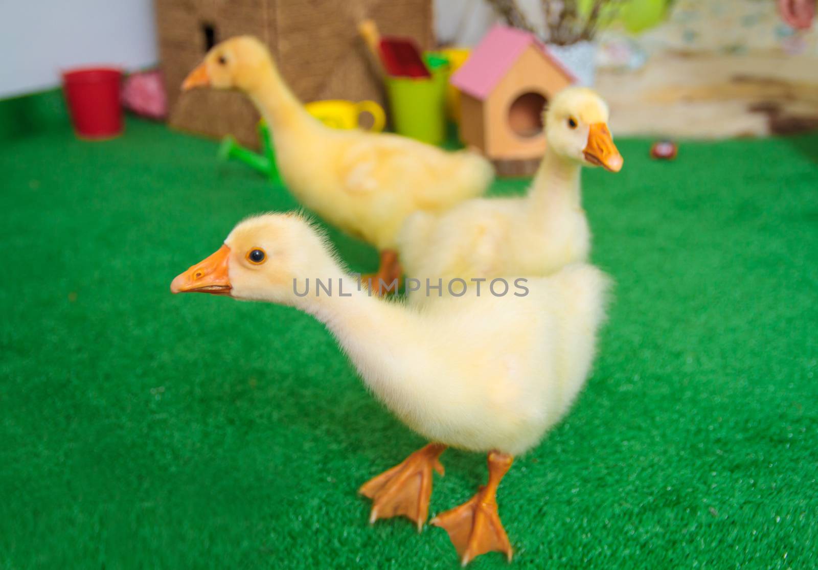 Three baby goslings in Easter studio decoration