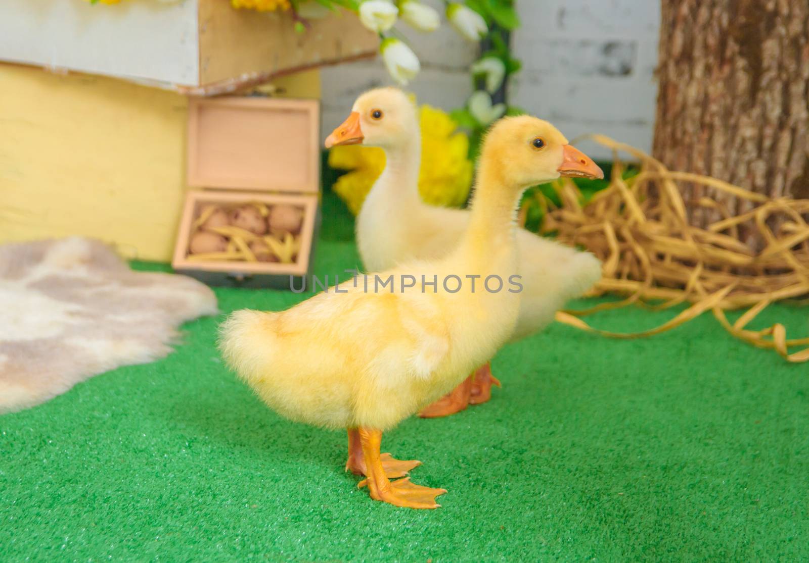 Two baby gosling in Easter studio decoration