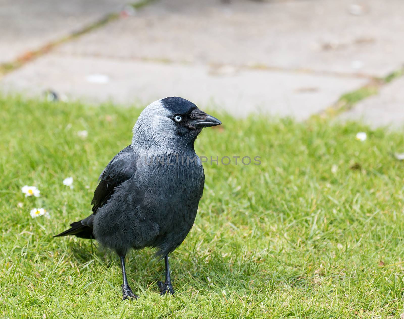 Adult Jackdaw on Brownsea Island, showing its defined plumage and pale blue eye.