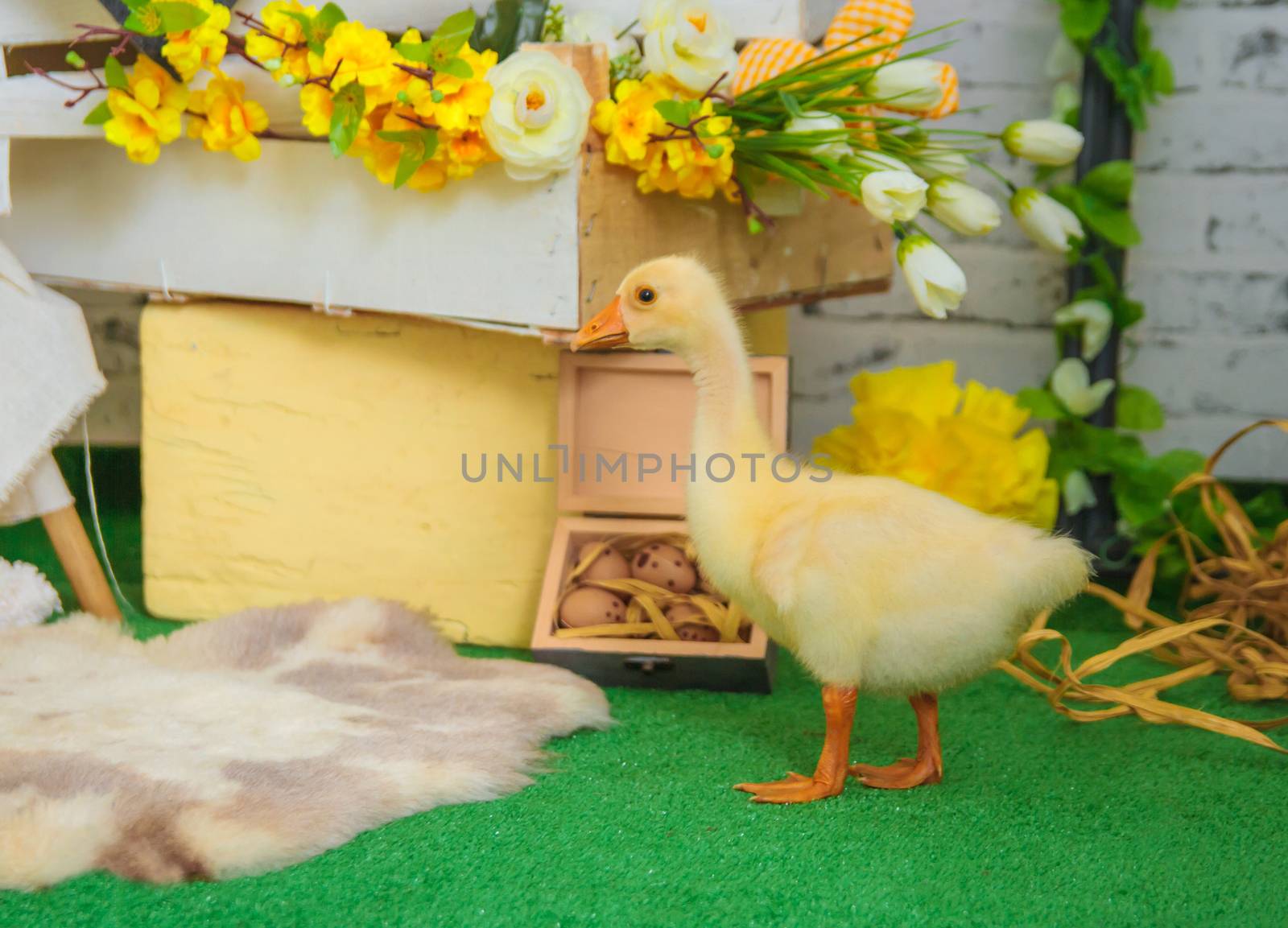 baby gosling in Easter studio decoration by Angel_a