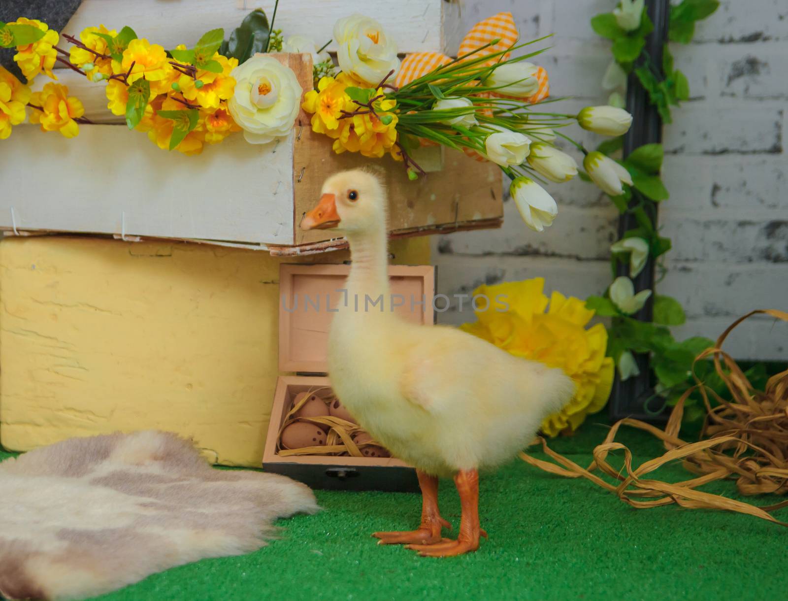 baby gosling in Easter studio decoration by Angel_a