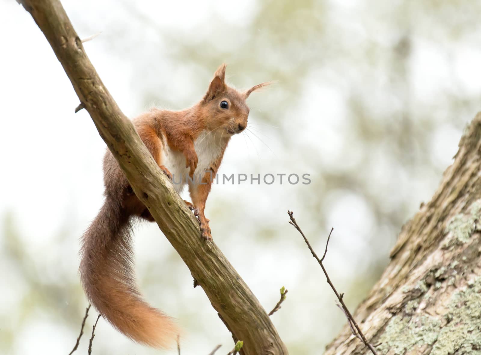 Red Squirrel looking down from tree branch on Brownsea Island.