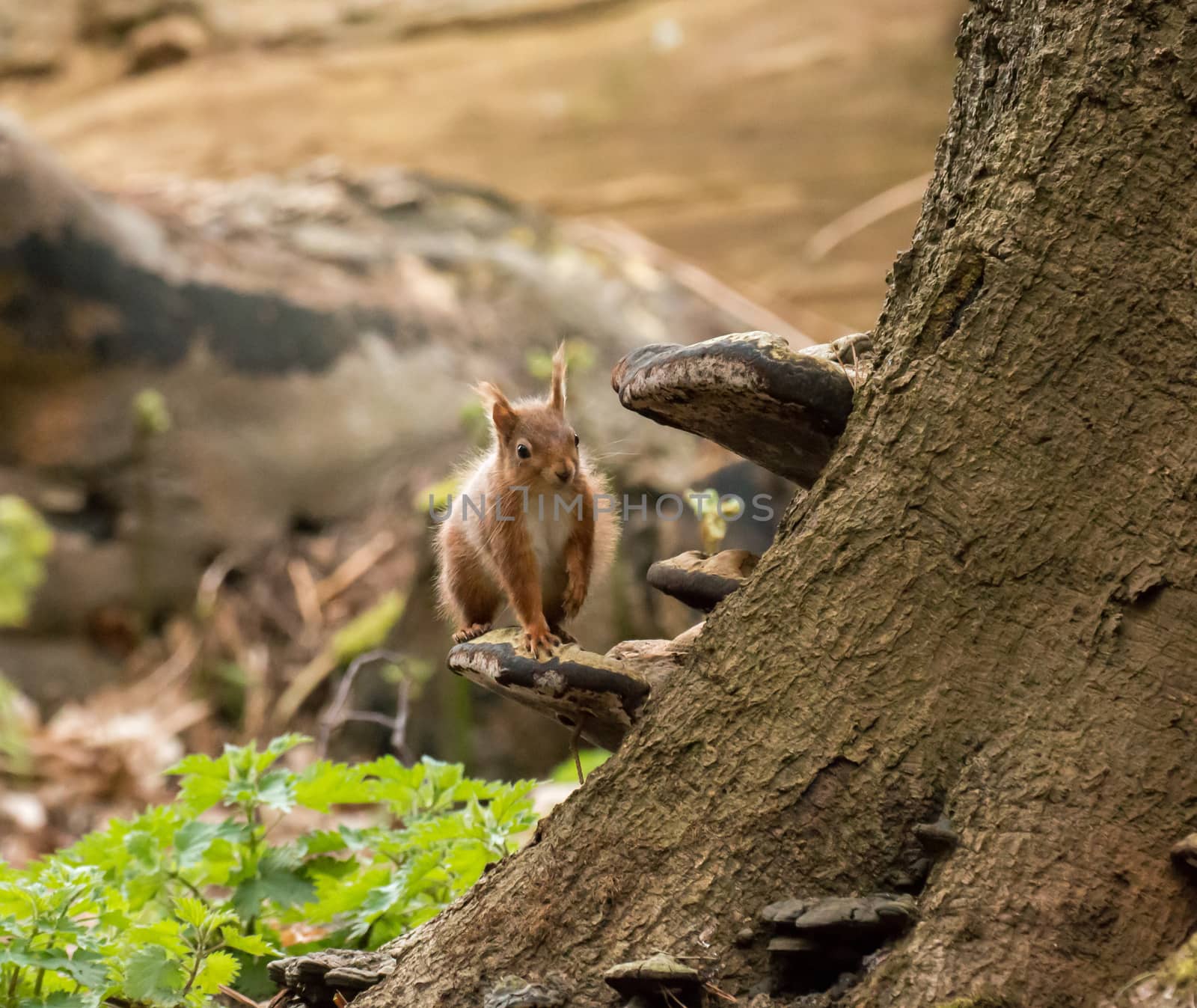 Red Squirrel on Bracket Fungus by SueRob
