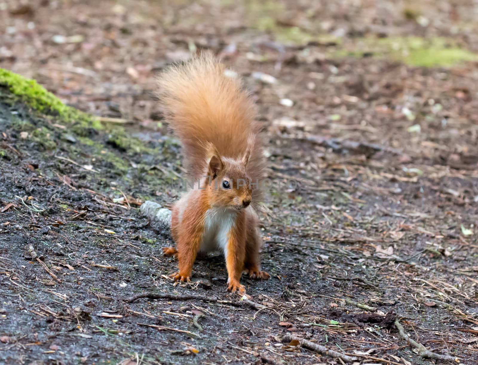 Red Squirrel on Ground by SueRob