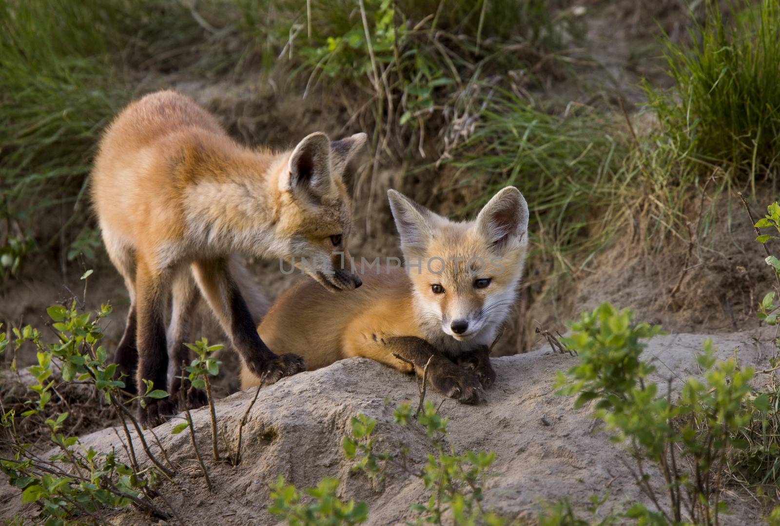 Fox Kits at Play den in Saskatchewan Canada