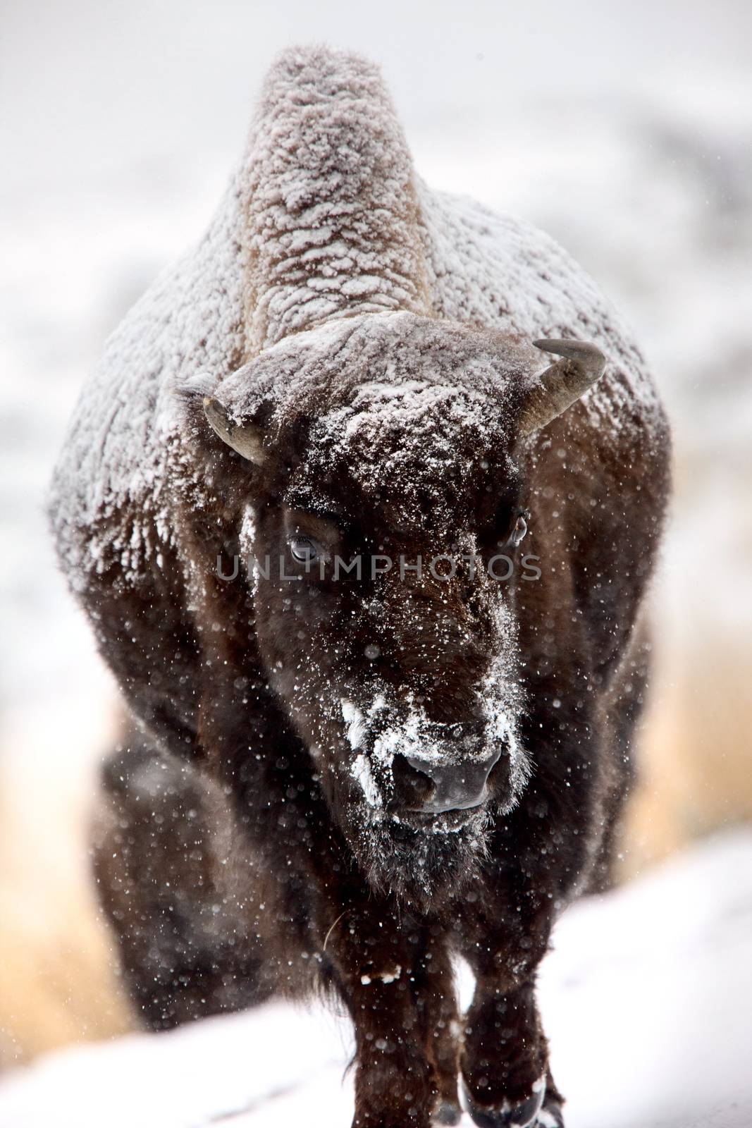 Bison Snow Storm blizzard cold Yellowstone USA