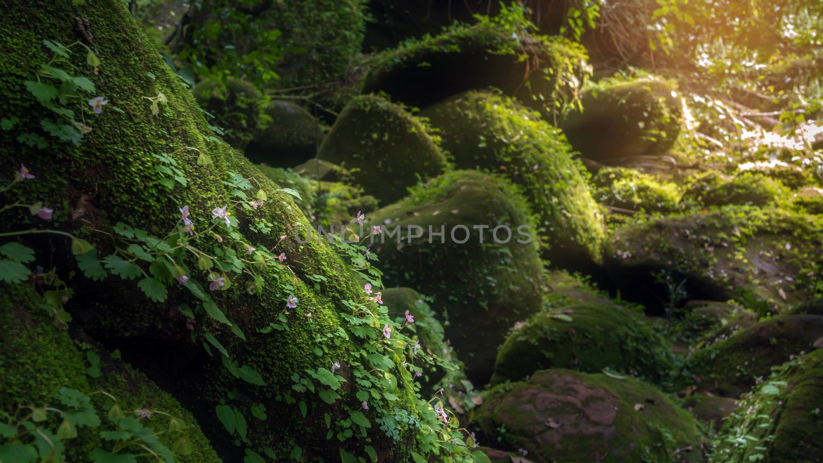 fresh pink flowers in  the deep forest on mountain