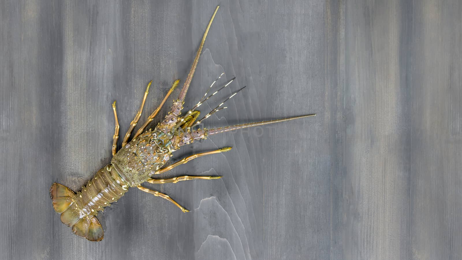 top view fresh uncooked raw lobster  on wooden background with copy space
